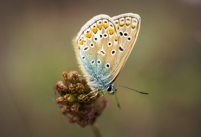 Butterfly Repercussions